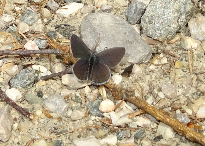 Cupido minimus - Lycaenidae